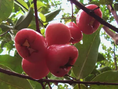 Roi (Mận miền Nam)