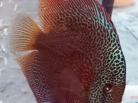 Cá diêu hồng