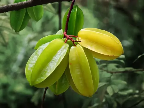 Khế