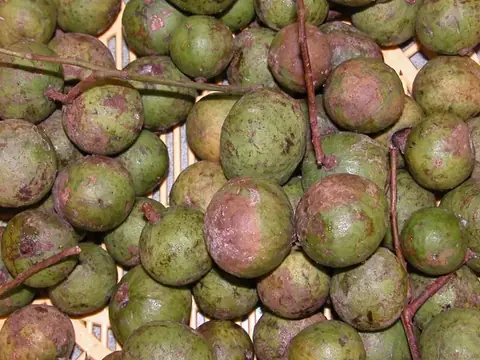 Quả sấu
