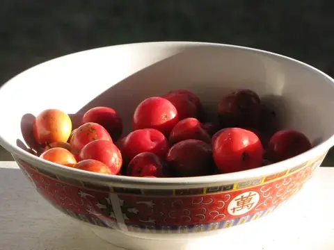 Mận hậu (Mận Bắc)
