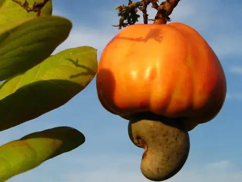 Quả điều