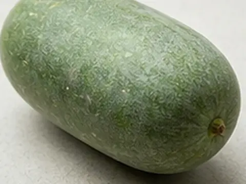 Bí xanh (Bí đao)