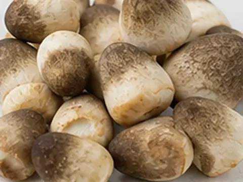 Nấm rơm
