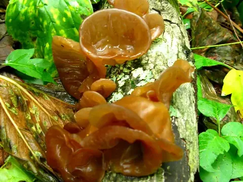 Mộc nhĩ (Nấm mèo)
