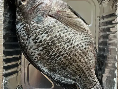 Cá rô phi