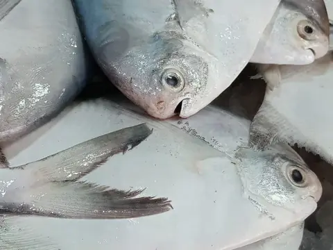 Cá chim