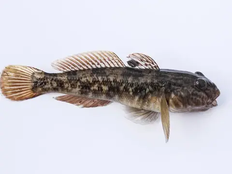 Cá bống