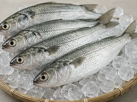 Cá đối
