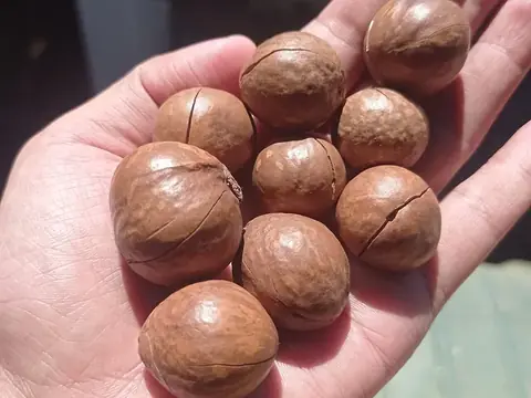 Hạt mắc ca