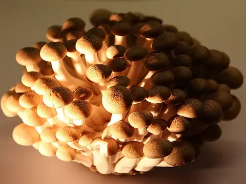 Nấm hải sản (Shimeji)