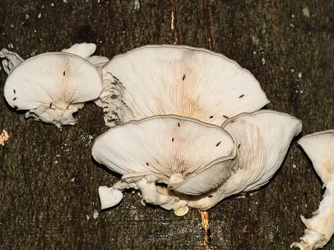 Nấm sò (Nấm bào ngư)