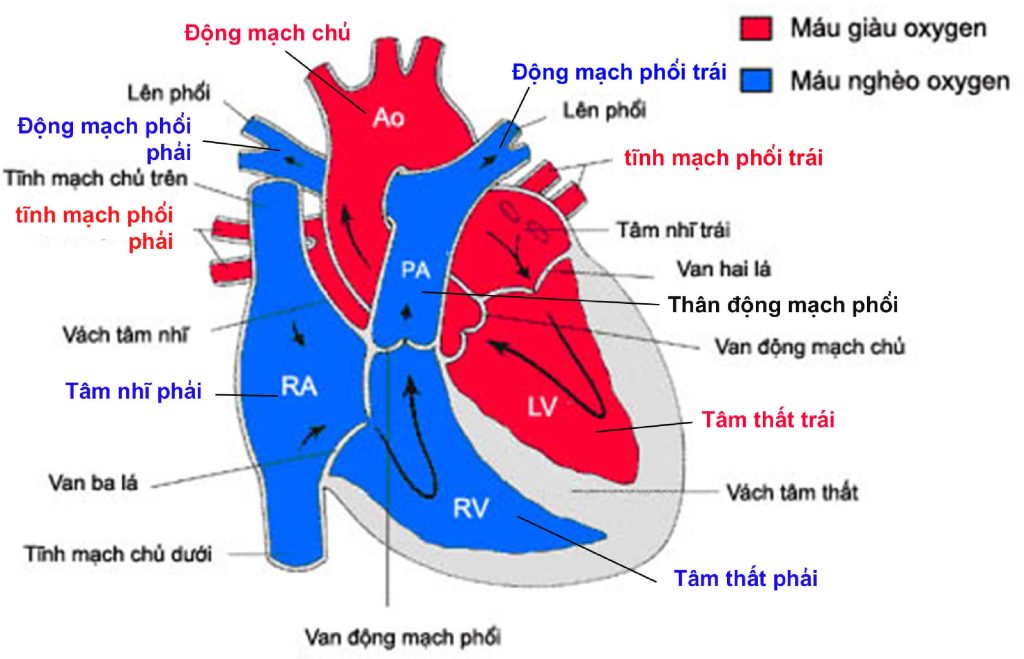 Bệnh tim bẩm sinh là gì