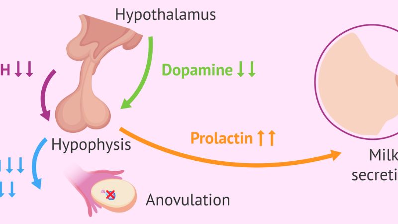 tăng prolactin trước khi mang thai
