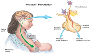 tăng prolactin trước khi mang thai