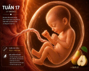 Mang thai 17 tuần