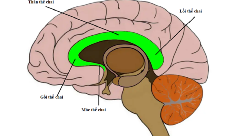 Khi thai bị bất thường thể chai có cần chọc ối không