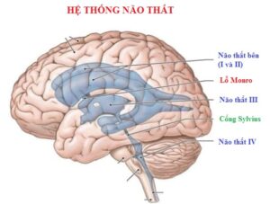 Não thất bên là gì
