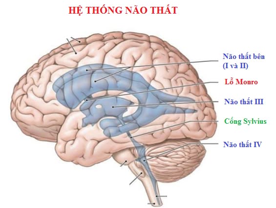 Não thất bên là gì