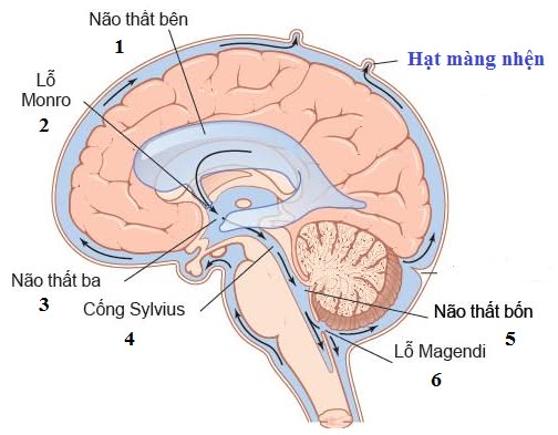 cống Sylvius