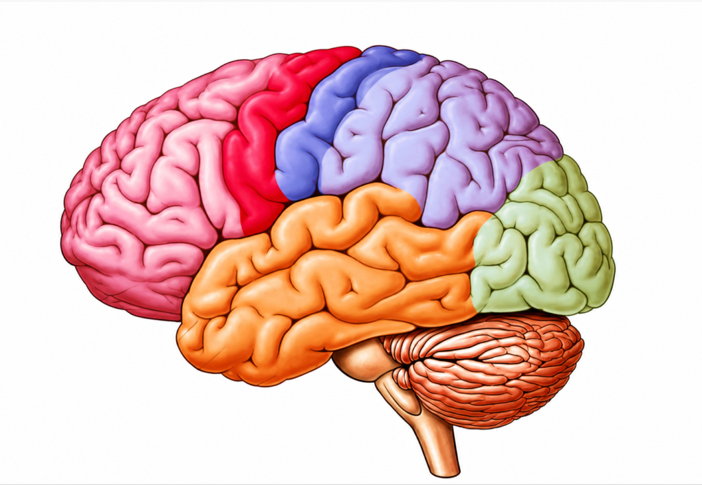 Rãnh Sylvius bất thường trên siêu âm