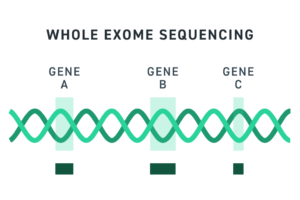 Minh họa kỹ thuật Whole Exome Sequencing phân tích các vùng gen mã hóa trong xét nghiệm di truyền trước sinh