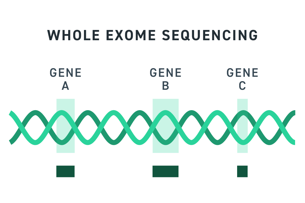 Minh họa kỹ thuật Whole Exome Sequencing phân tích các vùng gen mã hóa trong xét nghiệm di truyền trước sinh