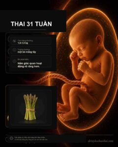 Thai 31 tuần: hình minh họa thai nhi và kích thước tương ứng theo tuần thai