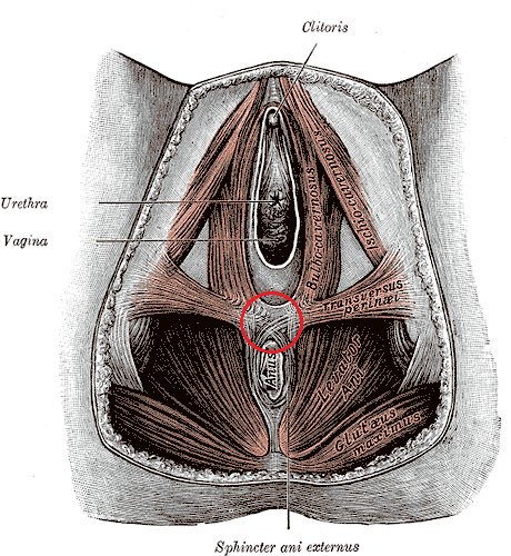 Vị trí thể đáy chậu giữa âm đạo và hậu môn